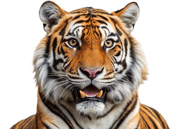 Download Funny Lion Png Sticker Designs for Kids - Sticker Collection
